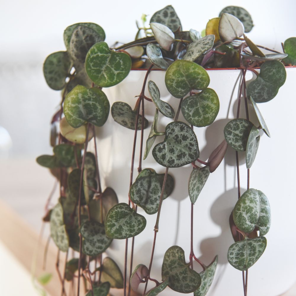 Thompson & Morgan String of Hearts Ceropegia Woodii Potted Plant 2 Pack Image 3