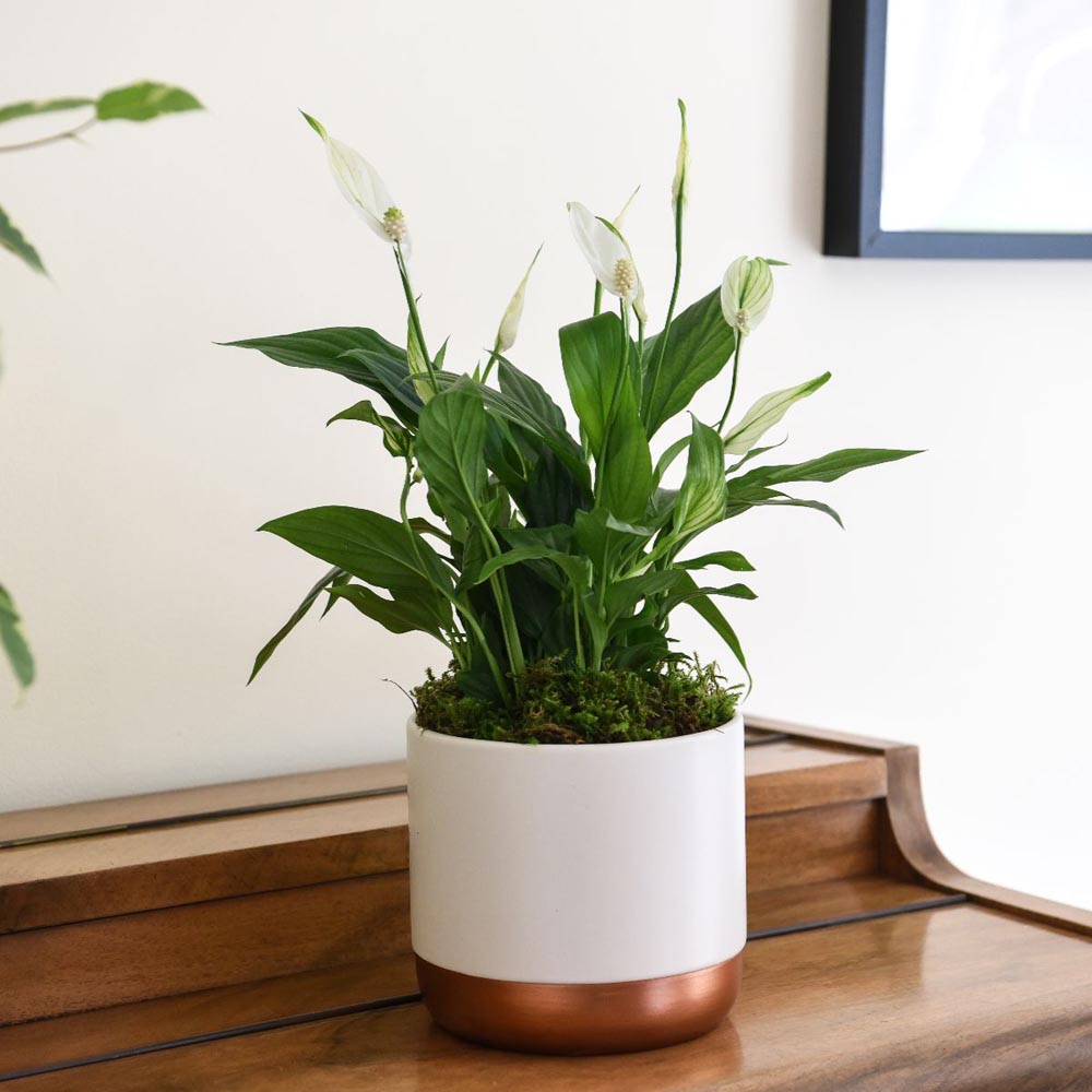 Thompson and Morgan Spathiphyllum Peace Lily Torelli Plant in Pot 12cm 3 Pack Image 3