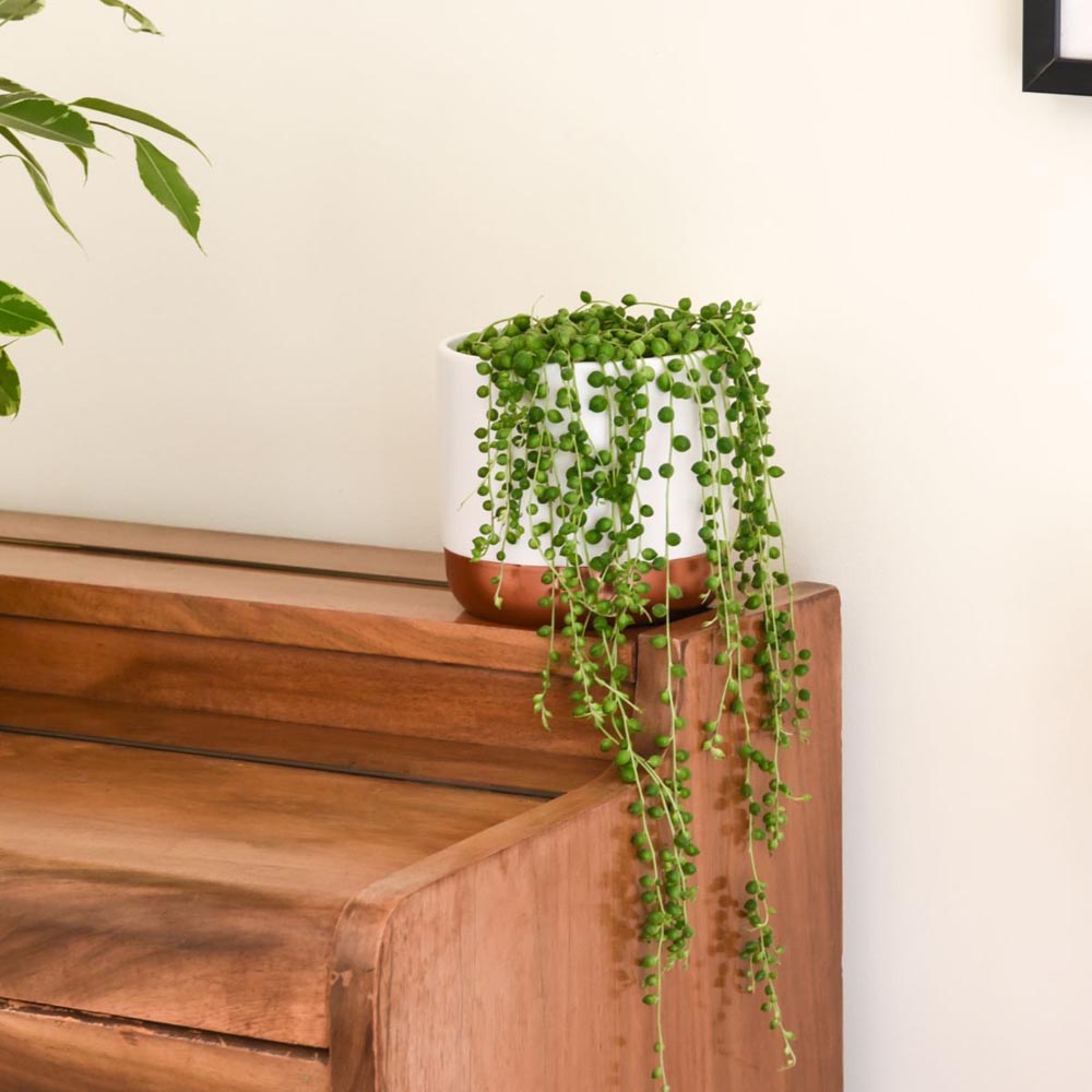 Thompson and Morgan Senecio Rowleyanus String of Pearls Plant in Pot 9cm 3 Pack Image 3