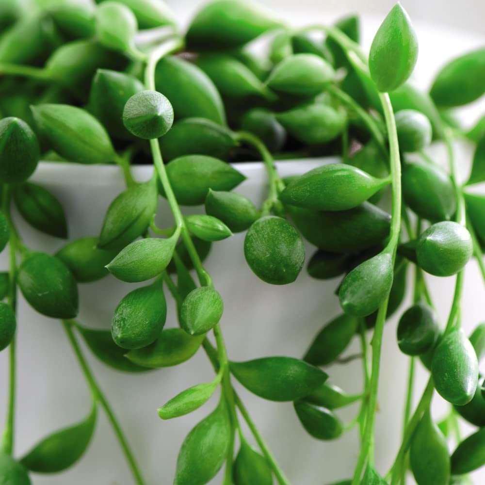 Thompson and Morgan Senecio String of Teardrops Plant in Pot 11cm 2 Pack Image 2