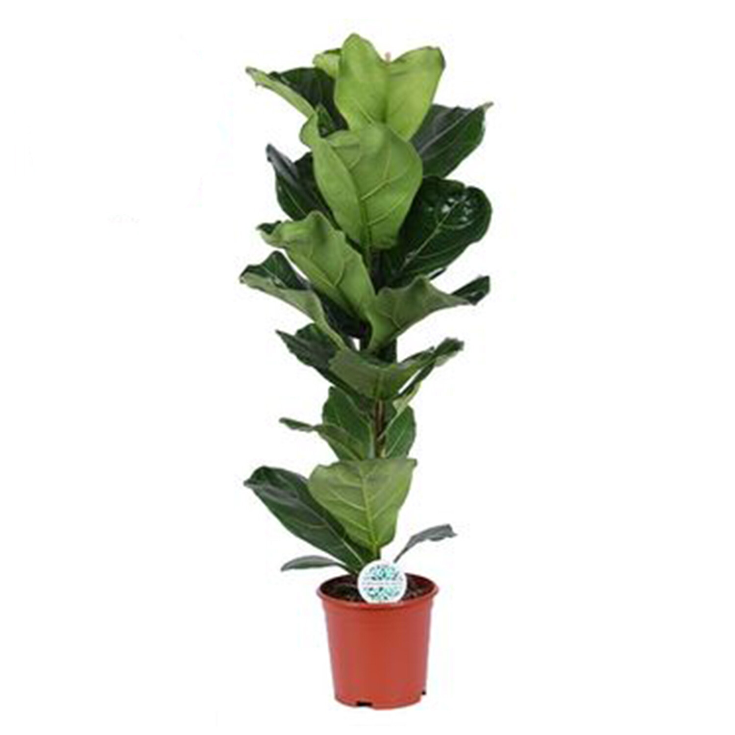 Ficus Lyrata 21cm - Green Image