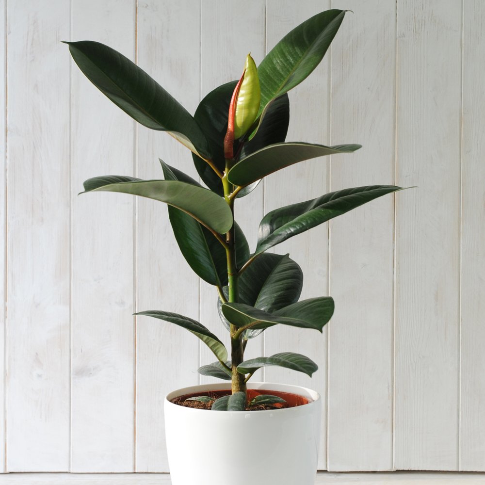 Thompson & Morgan Ficus Indian Rubber Plant Potted Plant Image 6