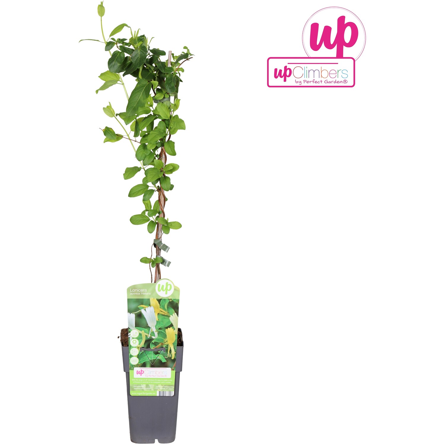 Honeysuckle - Japonica Halliana Image