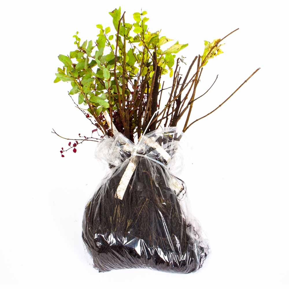 YouGarden The Ultimate Winter Hardy Shrub Collection 12 Pack Image 5