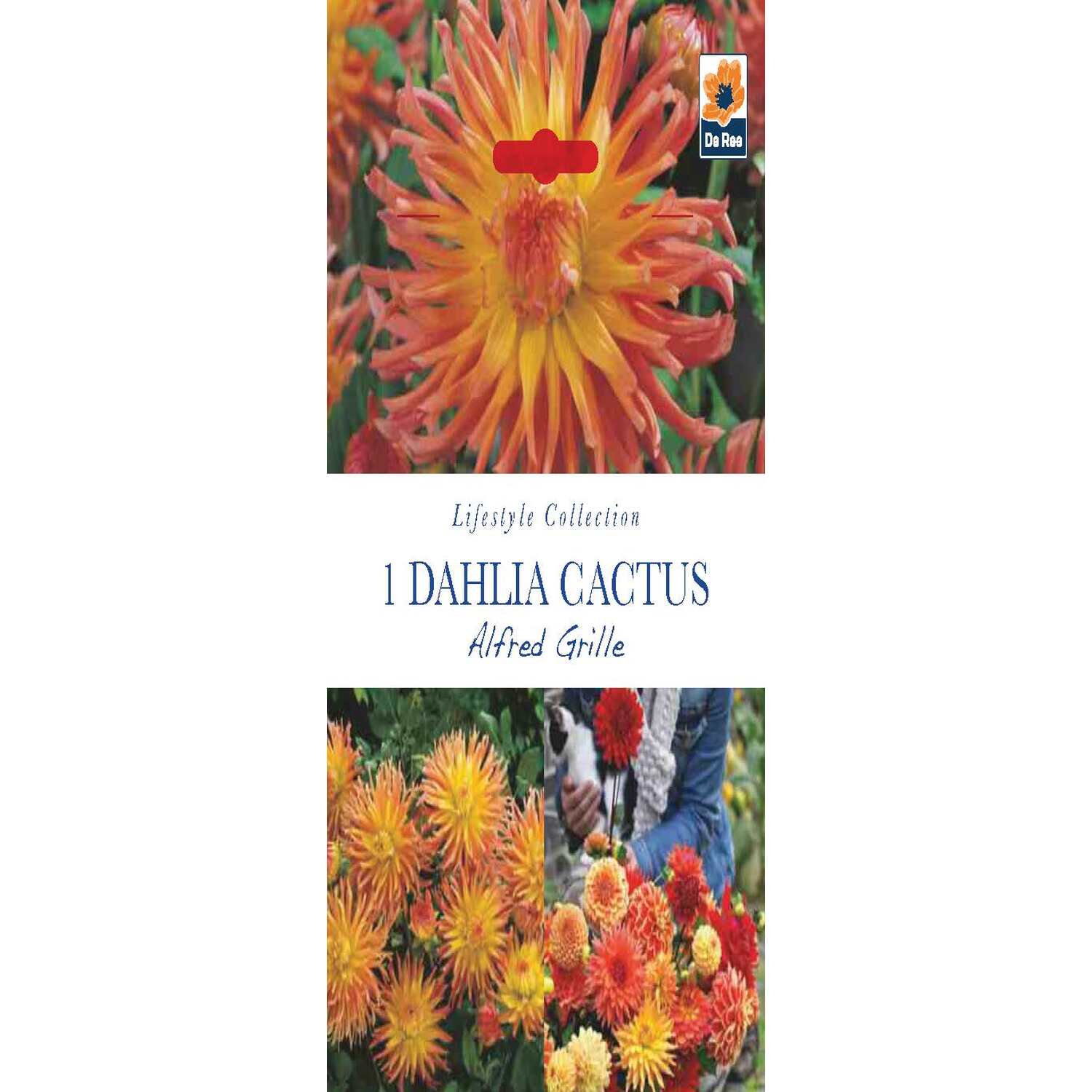 Lifestyle Bulbs - Multicolour Image 22