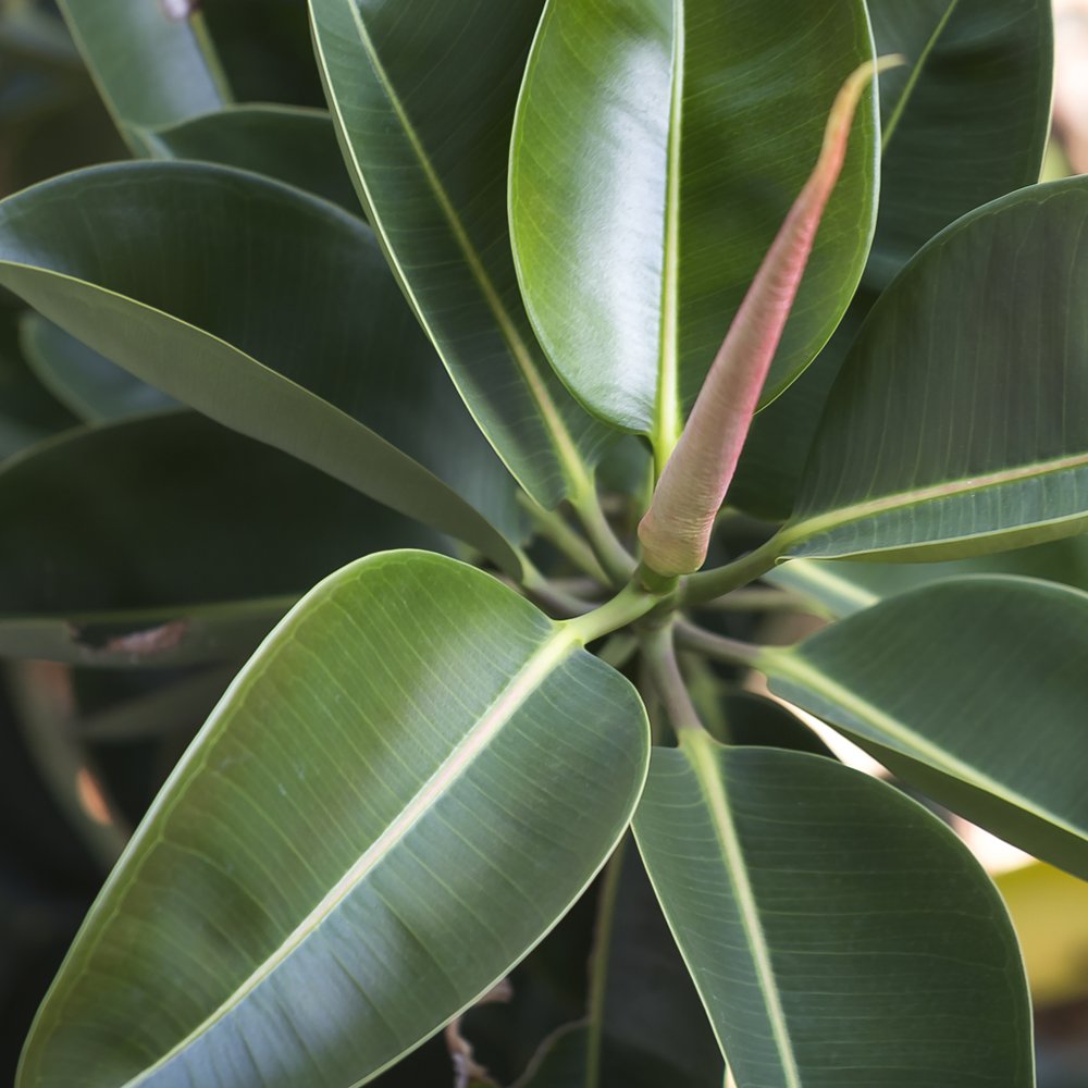 Thompson & Morgan Ficus Indian Rubber Plant Potted Plant Image 3