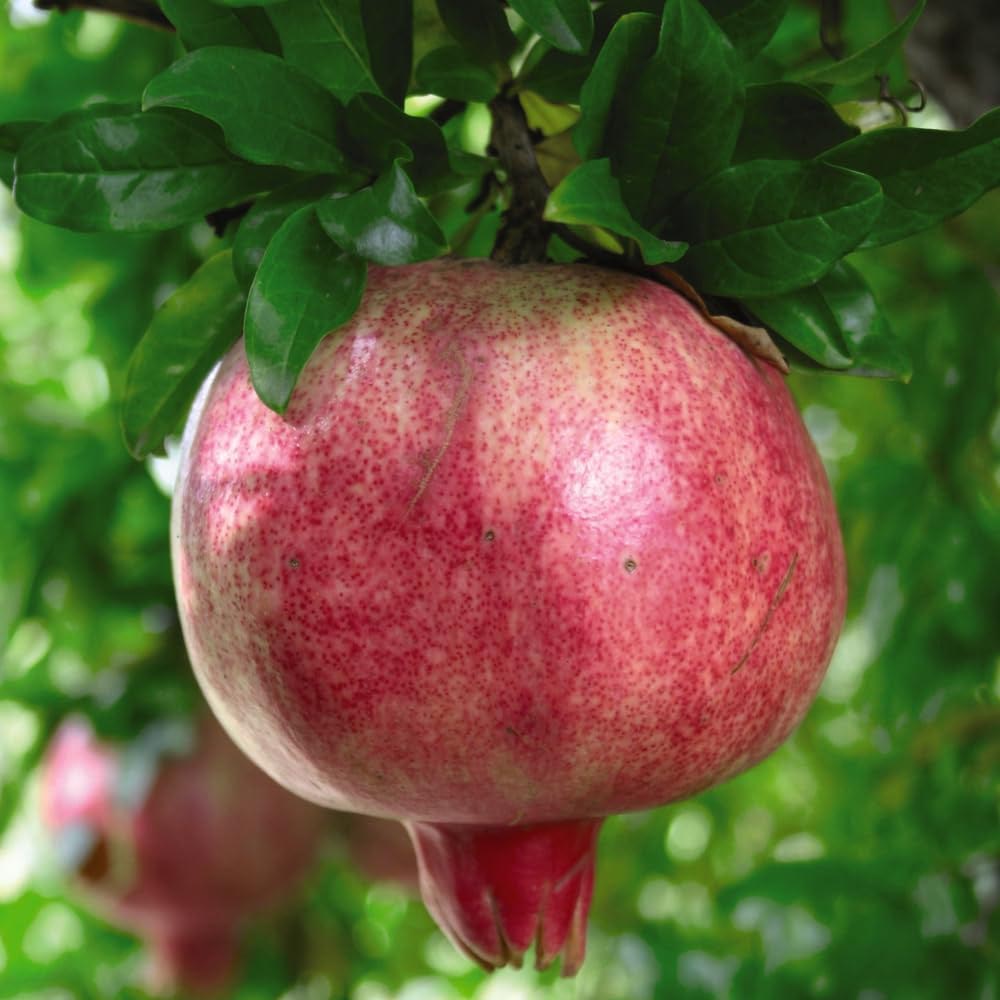 Thompson and Morgan Pomegranate Punica Granatum Provence Plant Pot 5L 2 Pack Image 1