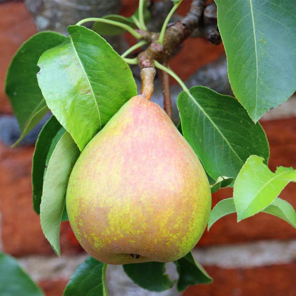 Thompson & Morgan Pear Pyrus Mini Doyenne Du Comice Potted Plant 9cm Image 1