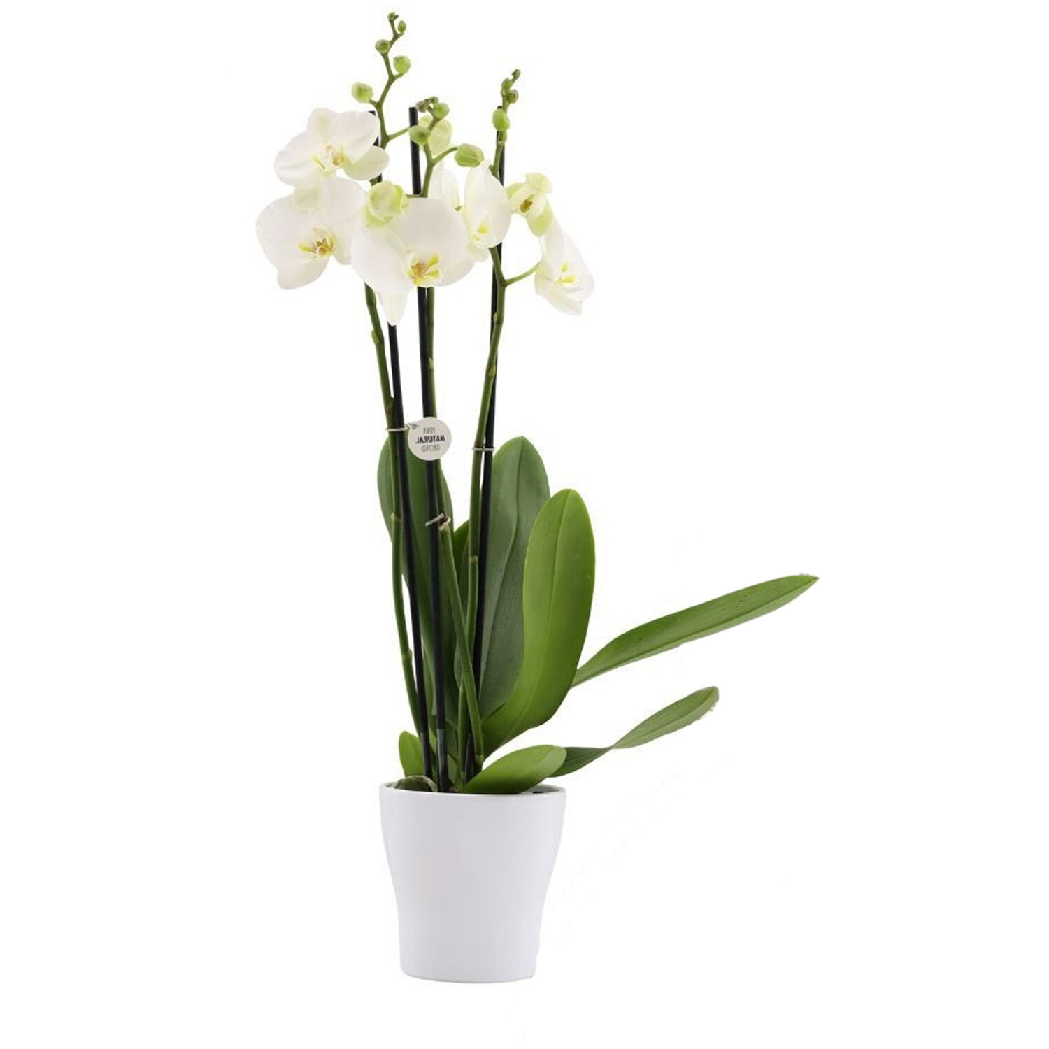 Phalaenopsis Orchid Spikes in Ceramic Pot Image 5