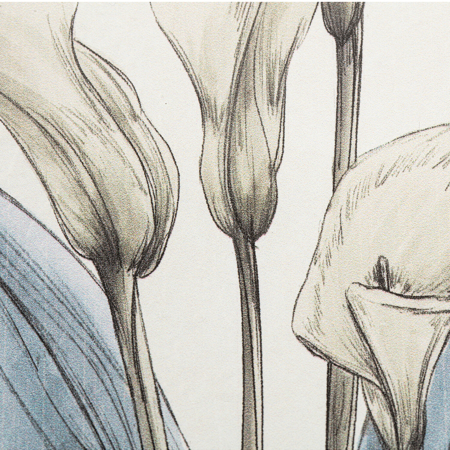 Flower Hand Sketch Effect Framed Art Image 3