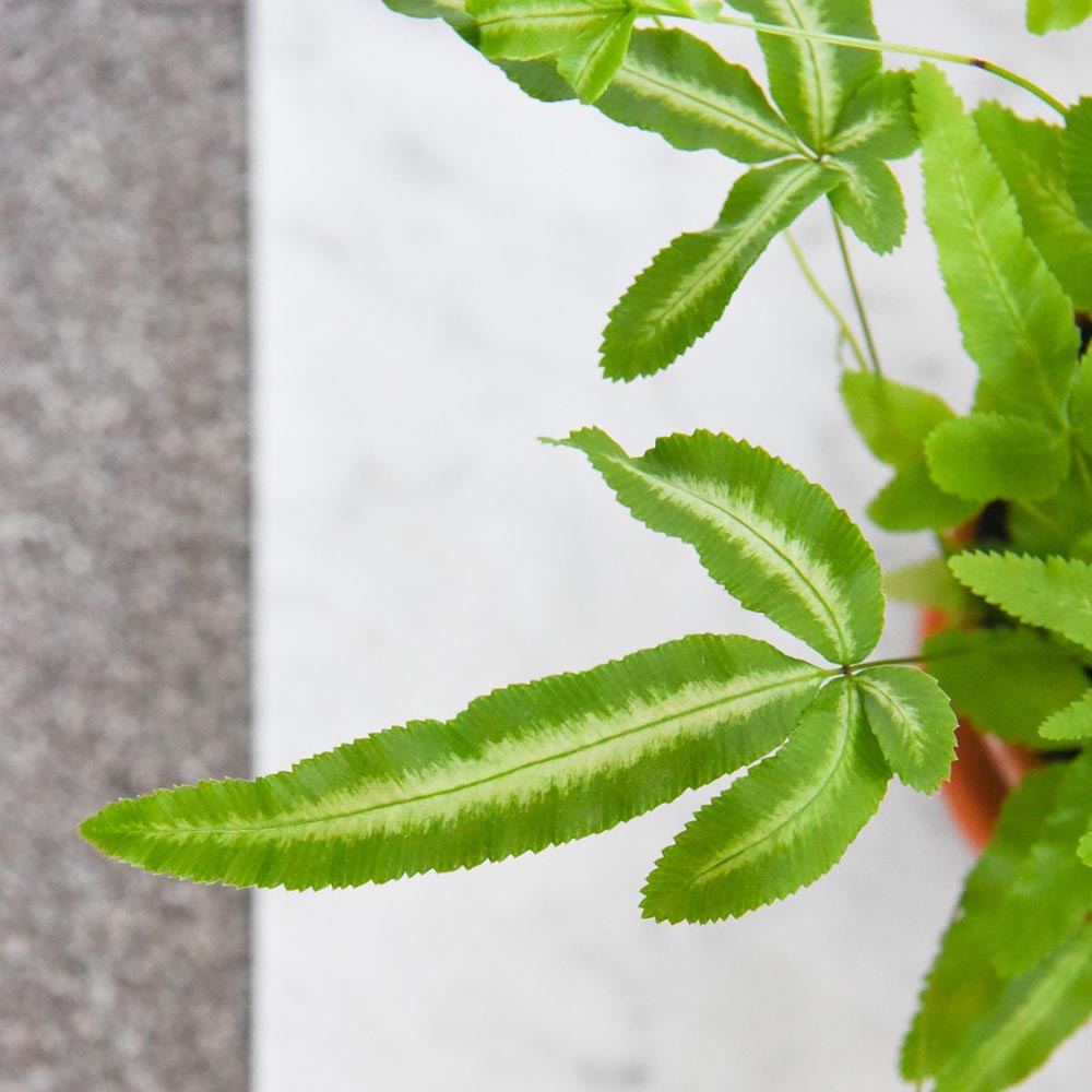 Thompson and Morgan Pteris Cretica Albolineata Plant Pot 12cm Image 3