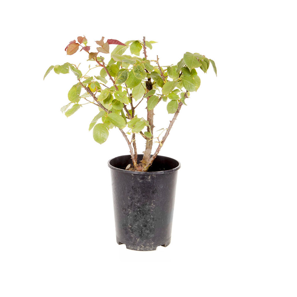 YouGarden Rose Rhapsody In Blue 3L Pot Image 4