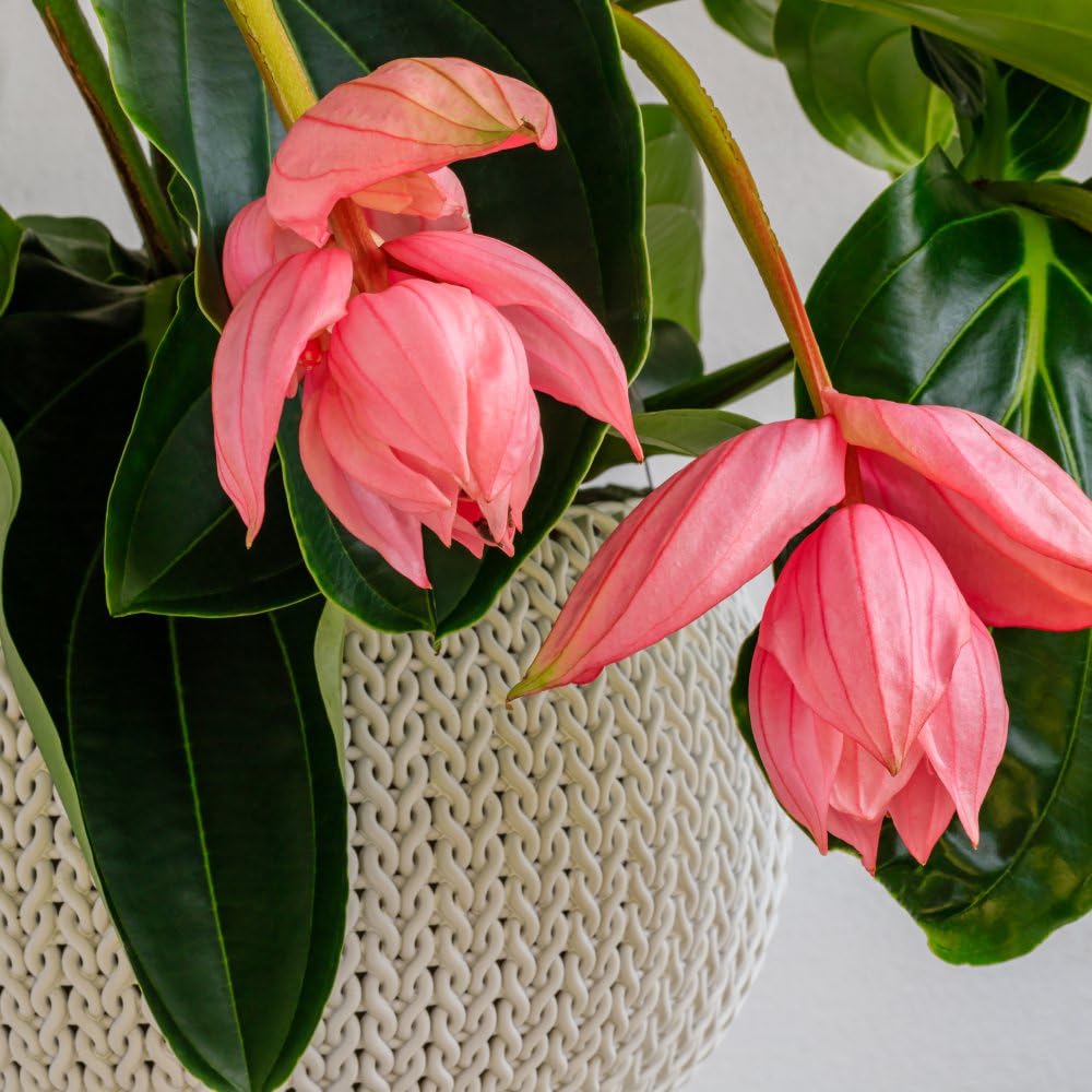 Thompson and Morgan Medinilla Magnifica Flamenco Plant Pot 17cm Image 5