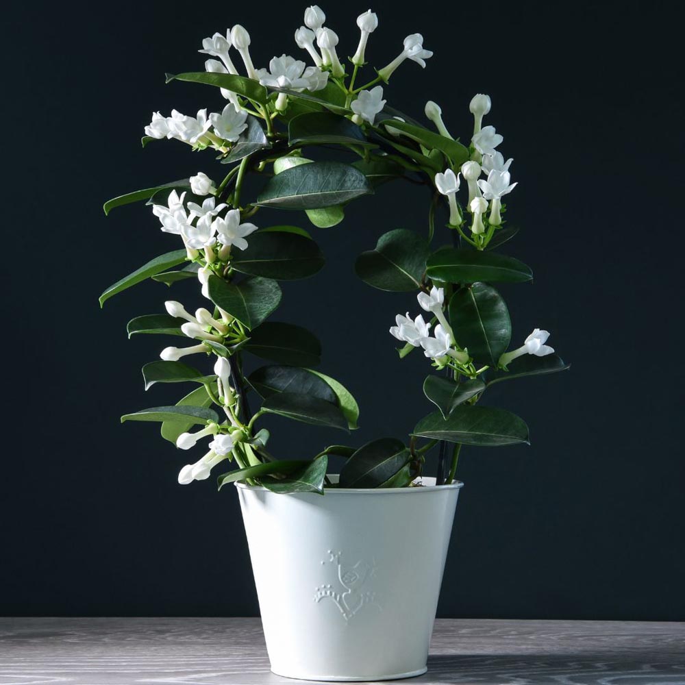 Thompson and Morgan Stephanotis Floribunda On A Hoop Plant in Pot 12cm Image 3