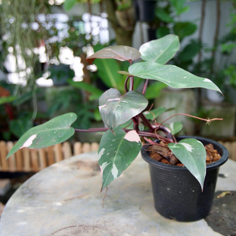 Thompson and Morgan Philodendron Erubescens Pink Princess Plant Pot 19cm Image 4