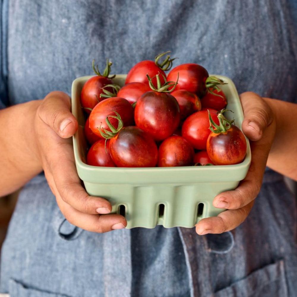 Thompson and Morgan Tomato Black Moon Plant in Pot 9cm Image 2