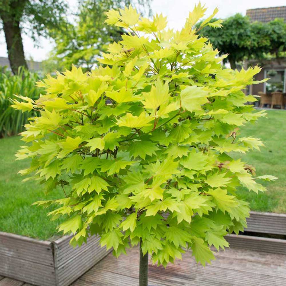 YouGarden Acer Shirasawanum Jordan 3L Pot Image 1