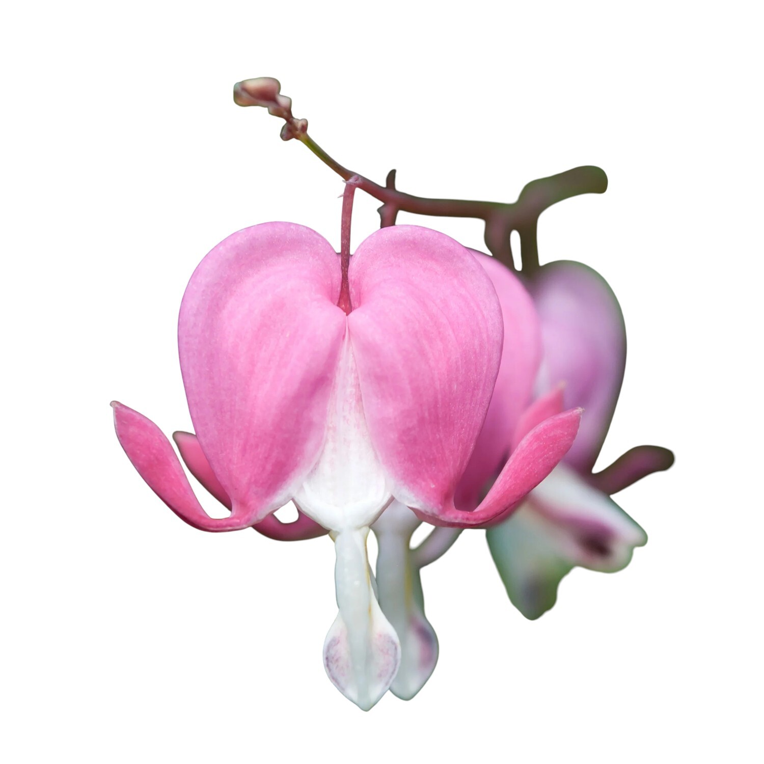 Dicentra Plant Pot Image 2