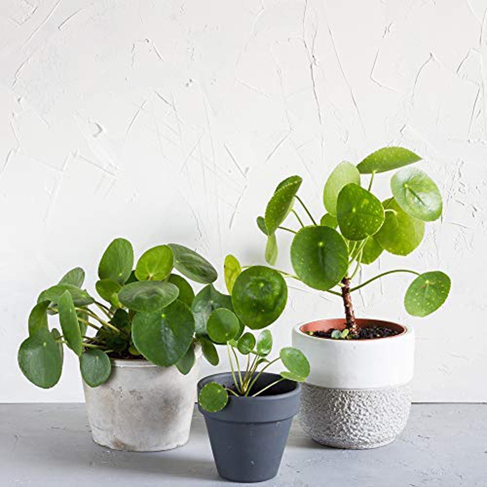 Thompson and Morgan Pilea Peperomioides Chinese Money Plant Pot 11cm 2 Pack Image 4
