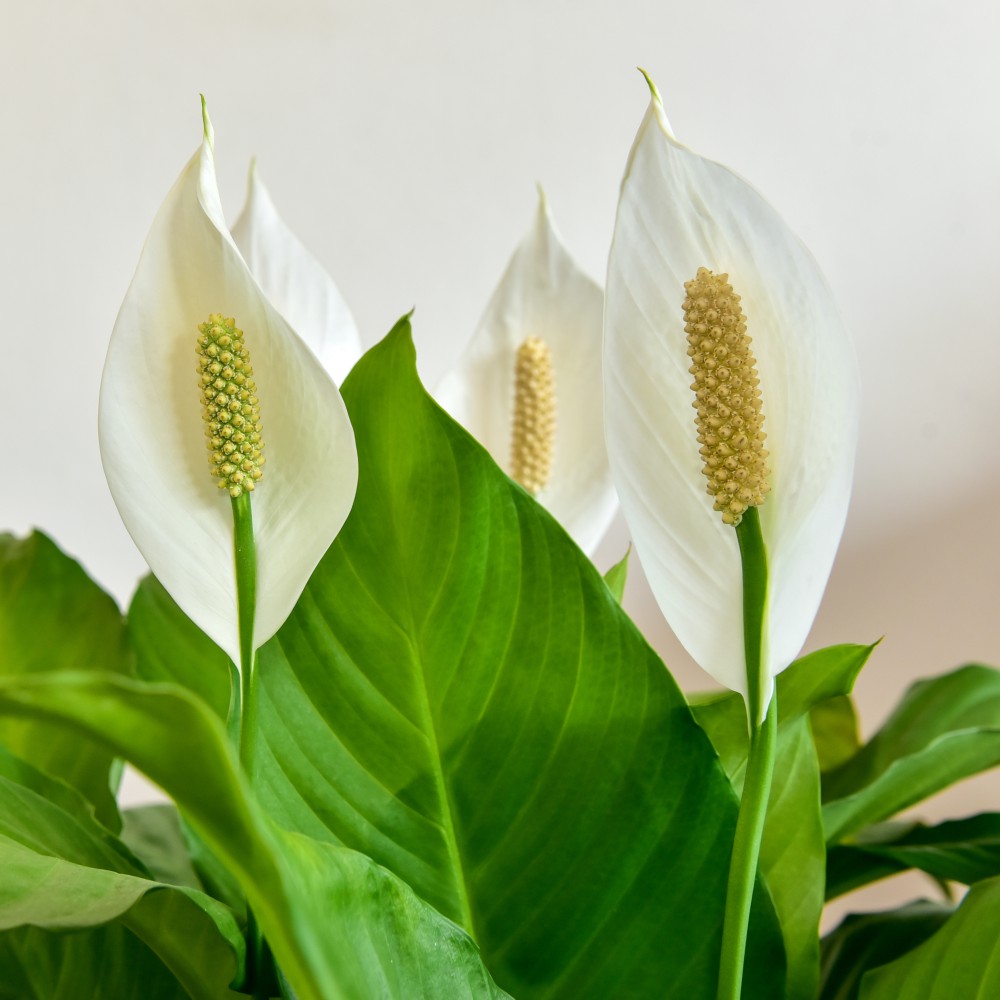 Thompson and Morgan Spathiphyllum Peace Lily Torelli Air So Pure Plant Pot 12cm Image 3
