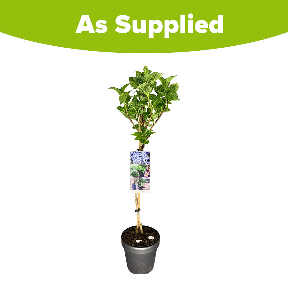 YouGarden Hydrangea Macrophylla Blue Mophead Standard Plant in Pot 18cm Image 3