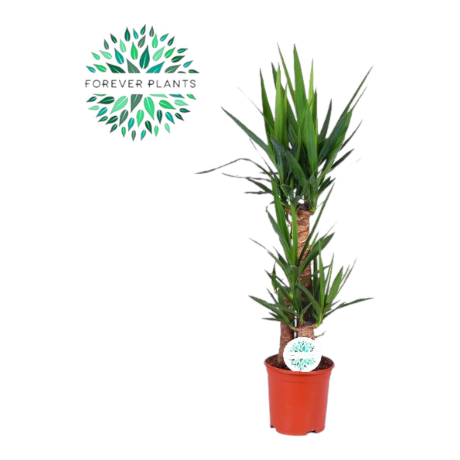 Yucca Potted Houseplant Image 2