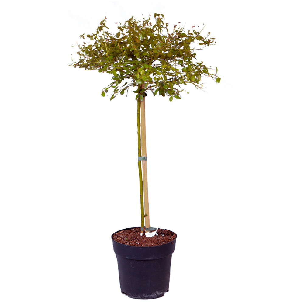 YouGarden Ceanothus Standard Californian Lilac Tree 80cm Image 3