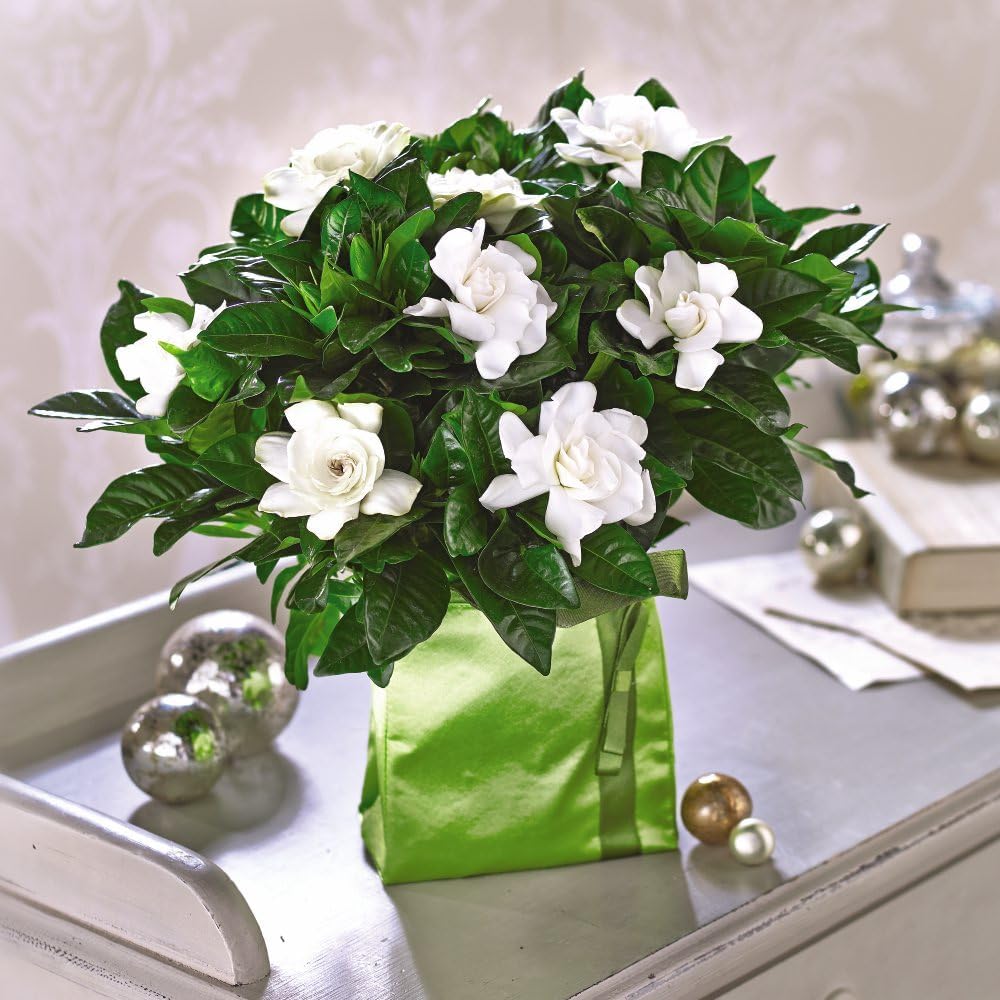 Thompson & Morgan Gardenia Jasminoides Potted Plant Image 5
