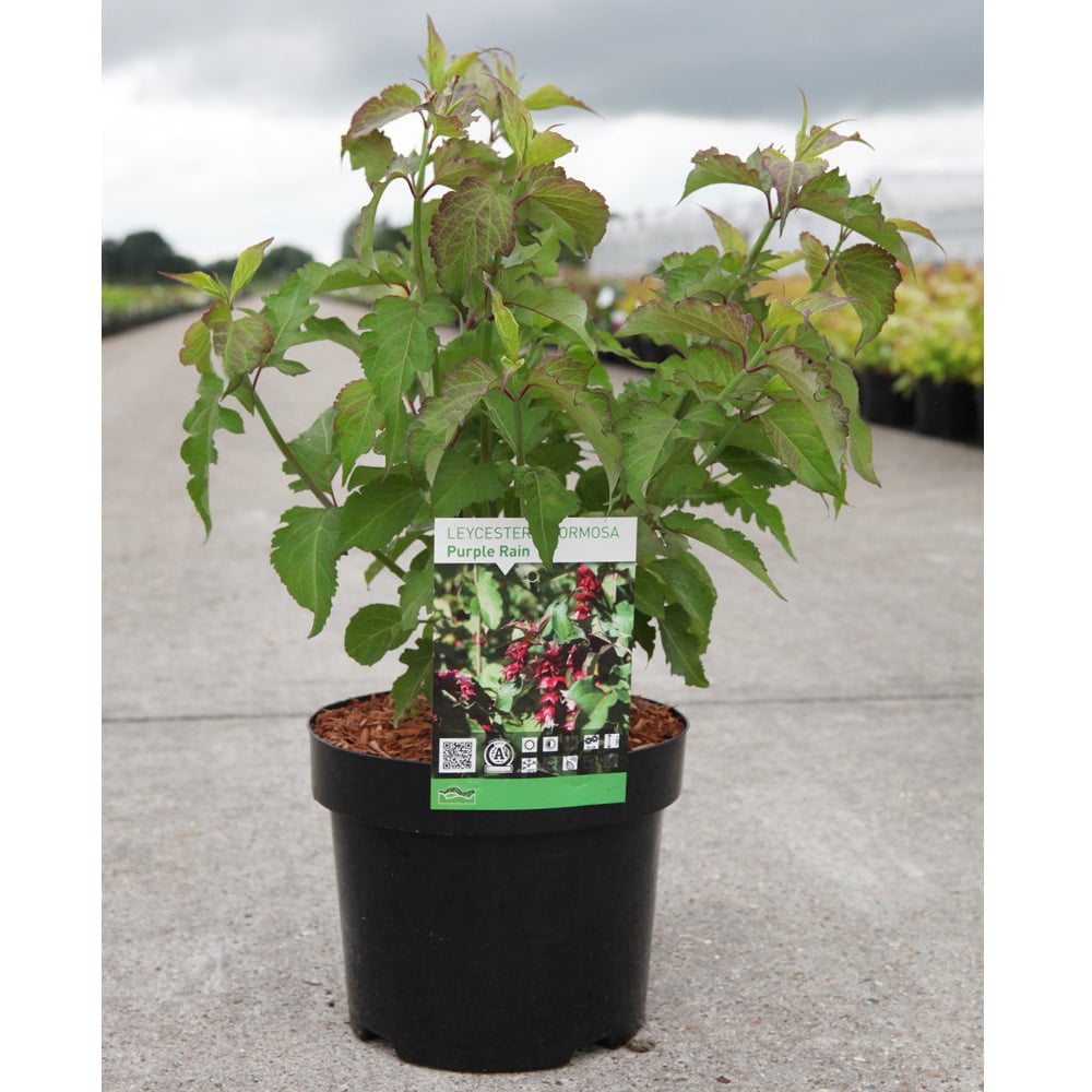 Thompson and Morgan Leycesteria Formosa Purple Rain Plant Pot 3.6L Image 3