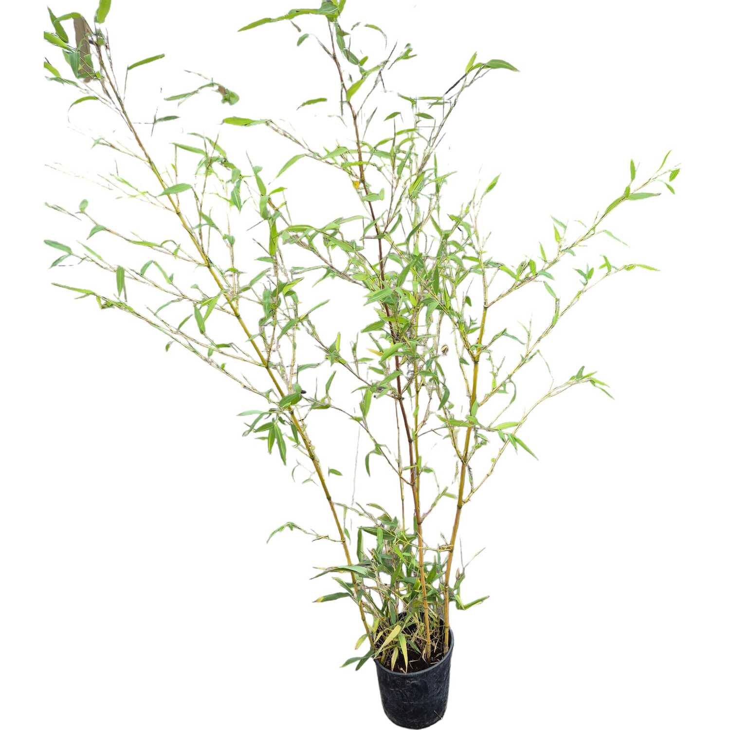 Phyllostachys Spectabilis 5L - Green Image