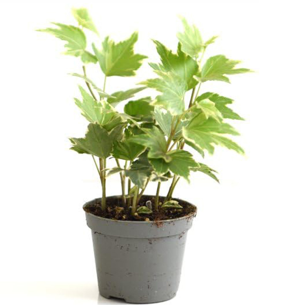 Thompson and Morgan Hedera Mix Plant Pot 6cm Image 2