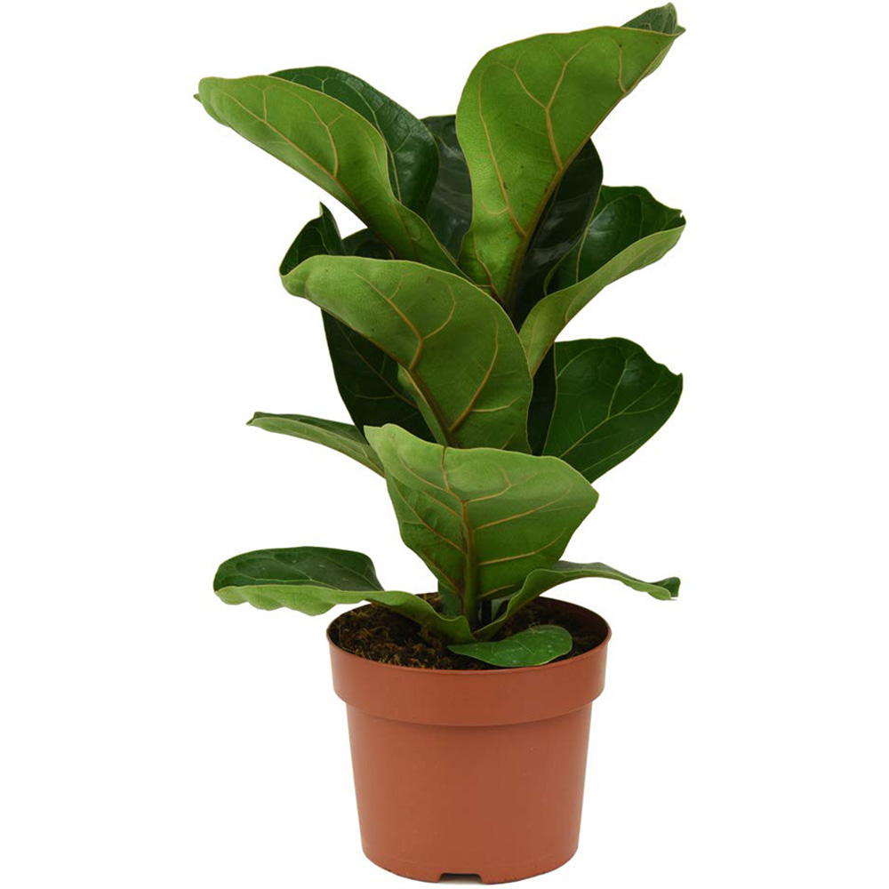 Thompson & Morgan Ficus lyrata Fiddle Leaf Fig Potted Plant 12cm 2 Pack Image 2