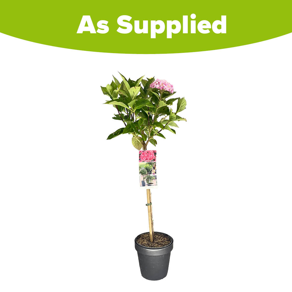 YouGarden Hydrangea Macrophylla Pink Mophead Standard Plant in Pot 18cm Image 3