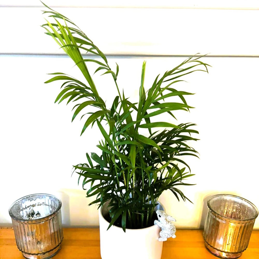 BloomingBritish Chamaedorea Elegans Parlour Palm Plant Image 3