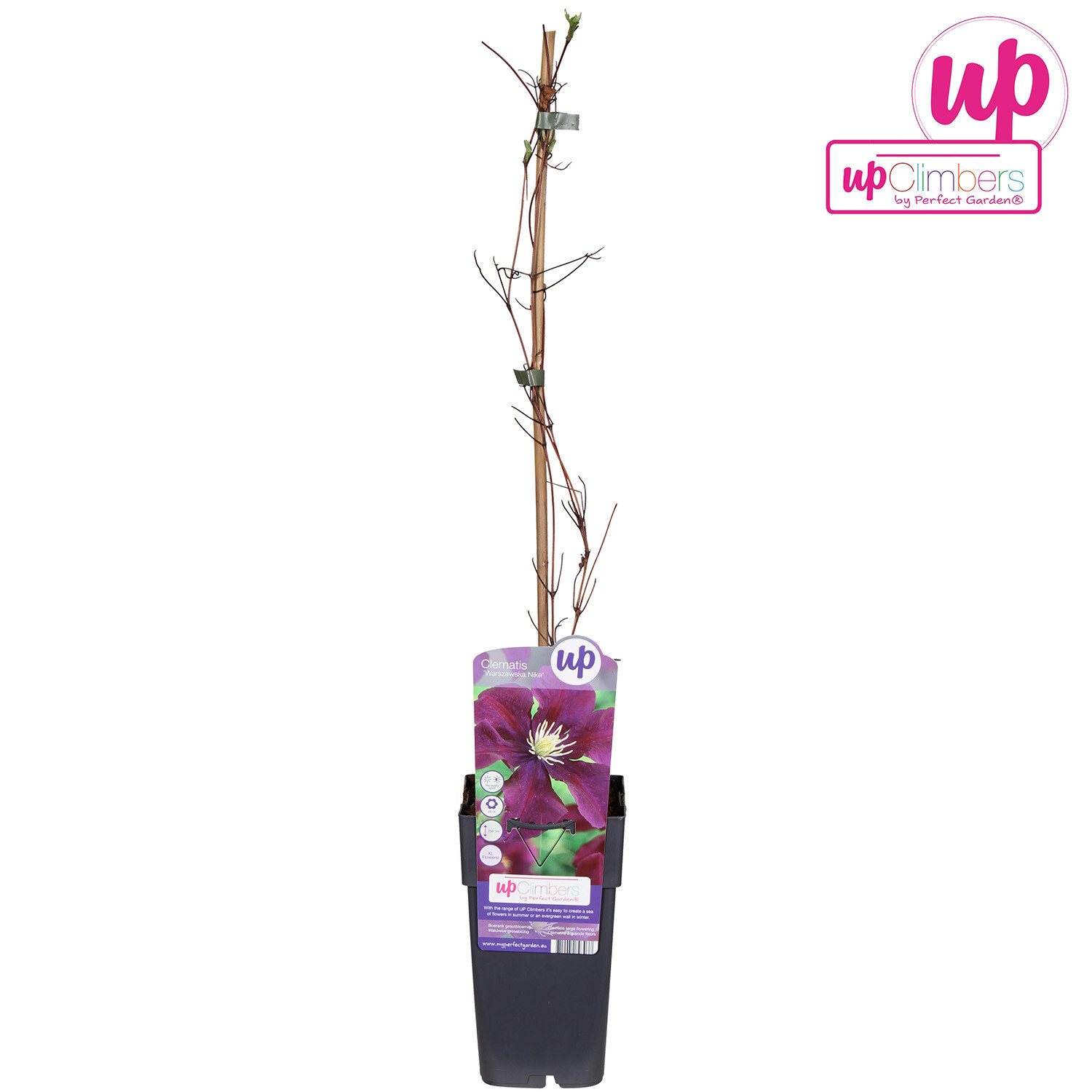 Clematis 15cm - Warszawska Nike Image