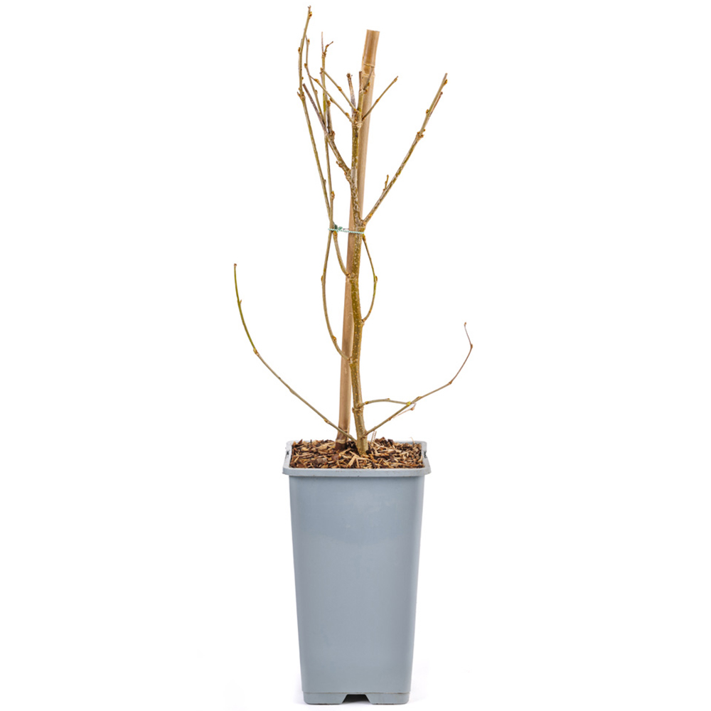 YouGarden Dwarf Mulberry Morus Mojoberry Plant Pot 1.5L Image 3