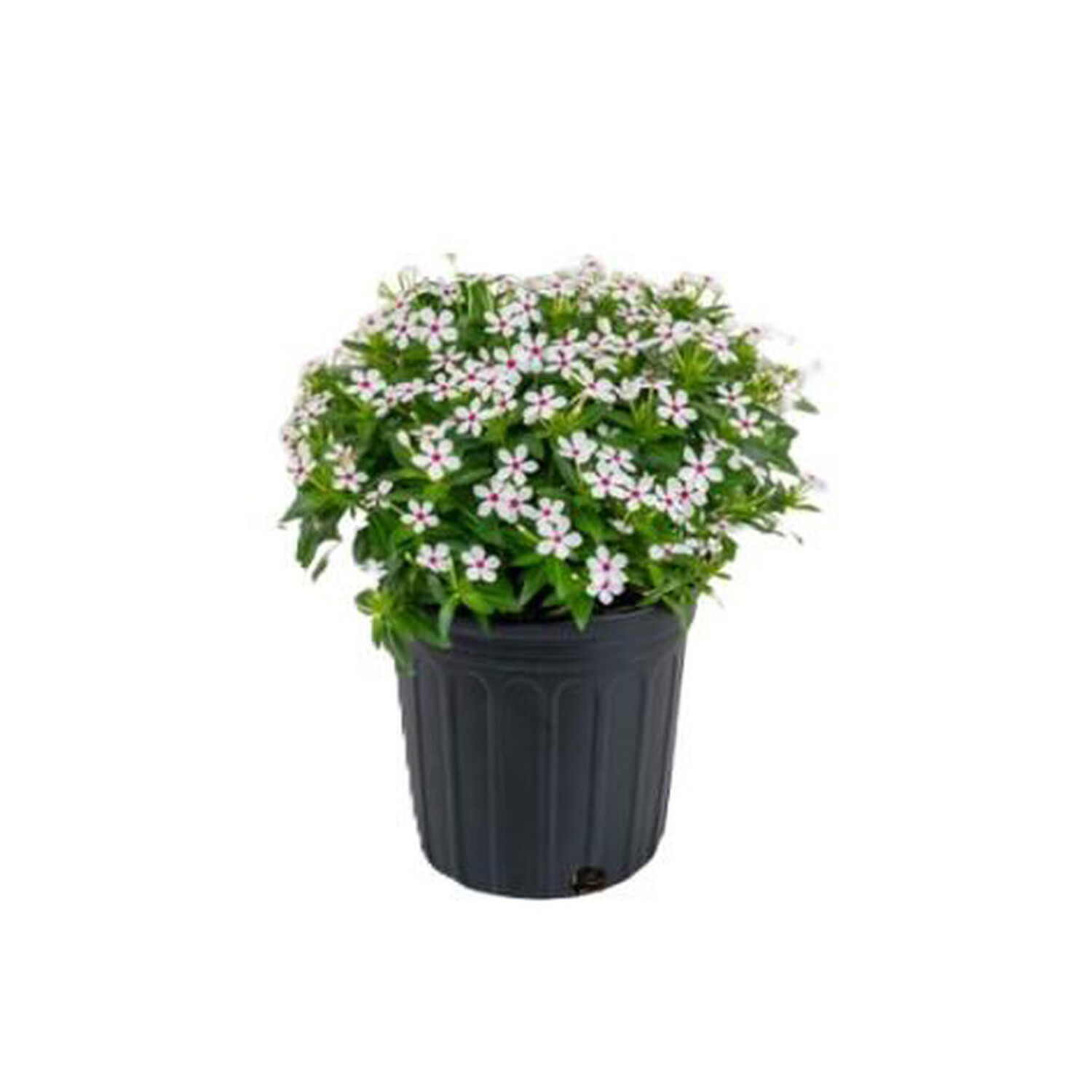 Catharanthus Soiree Mix Plant Image 5