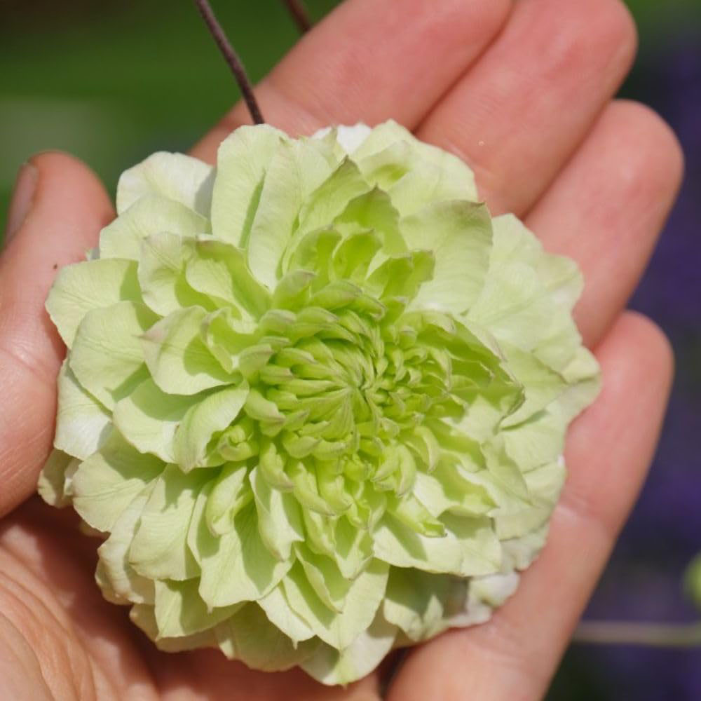 Thompson and Morgan Clematis Florida Manju Plant Pot 9cm Image 2