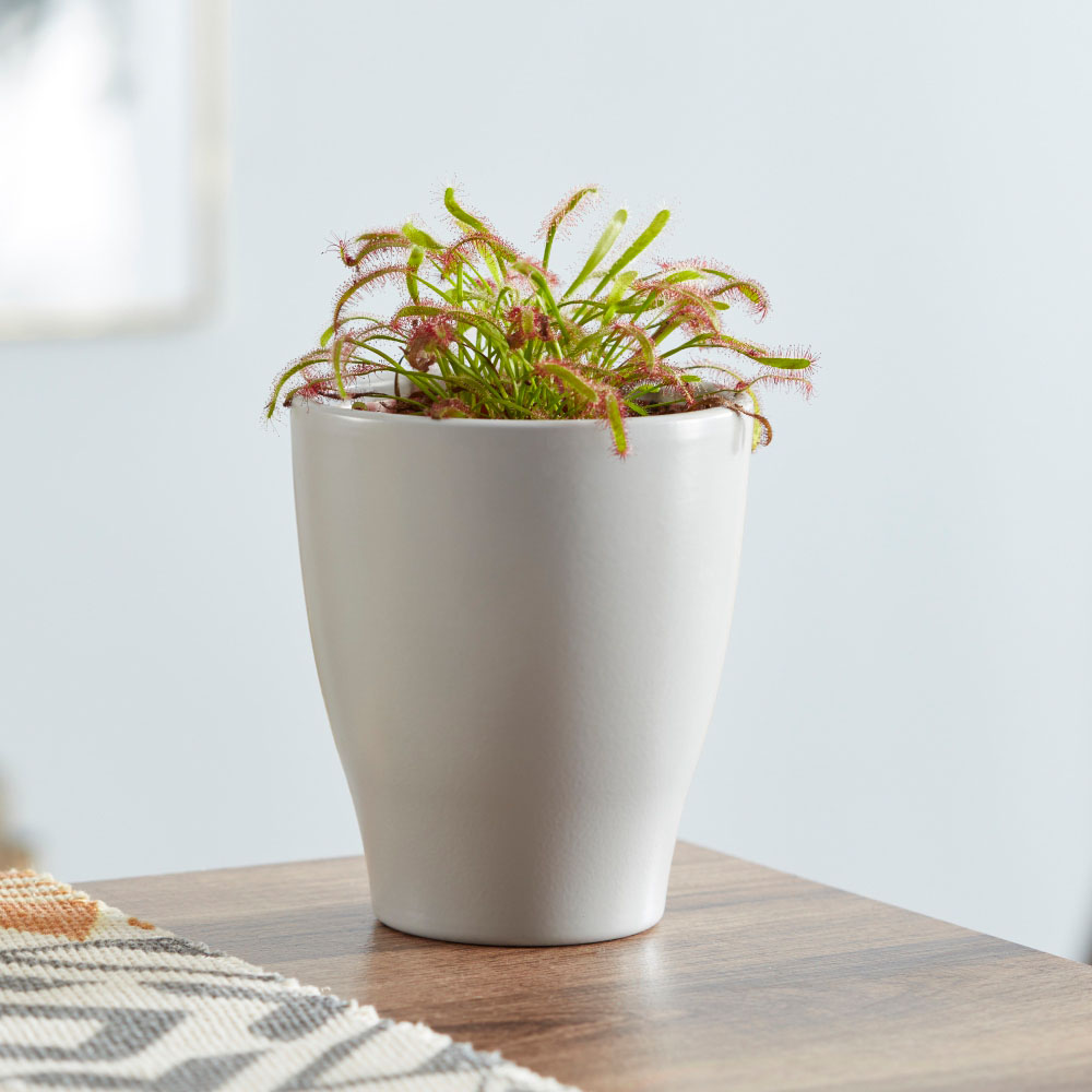 Thompson and Morgan Drosera Capensis Plant Pot 9cm Image 2