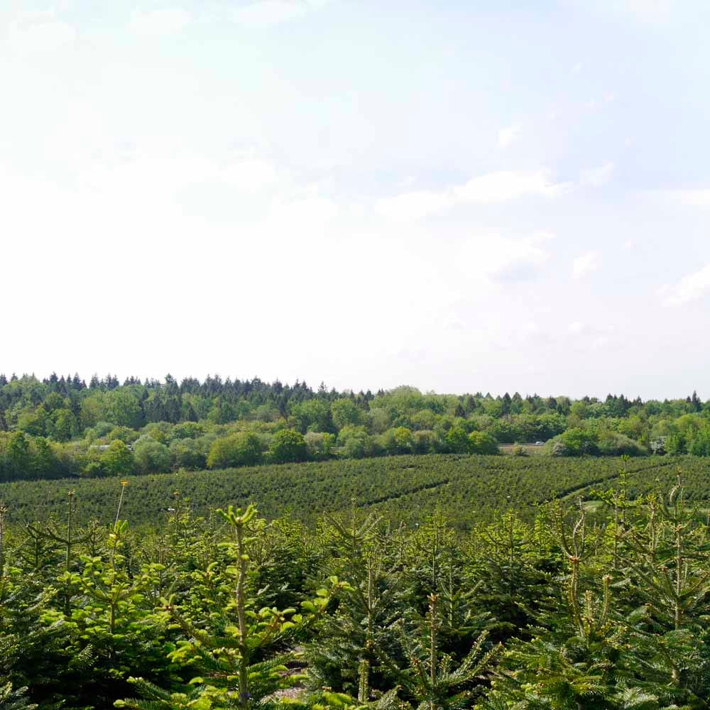 wilko Nordman Fir Cut Real Tree with Stand 5 to 6ft Image 5