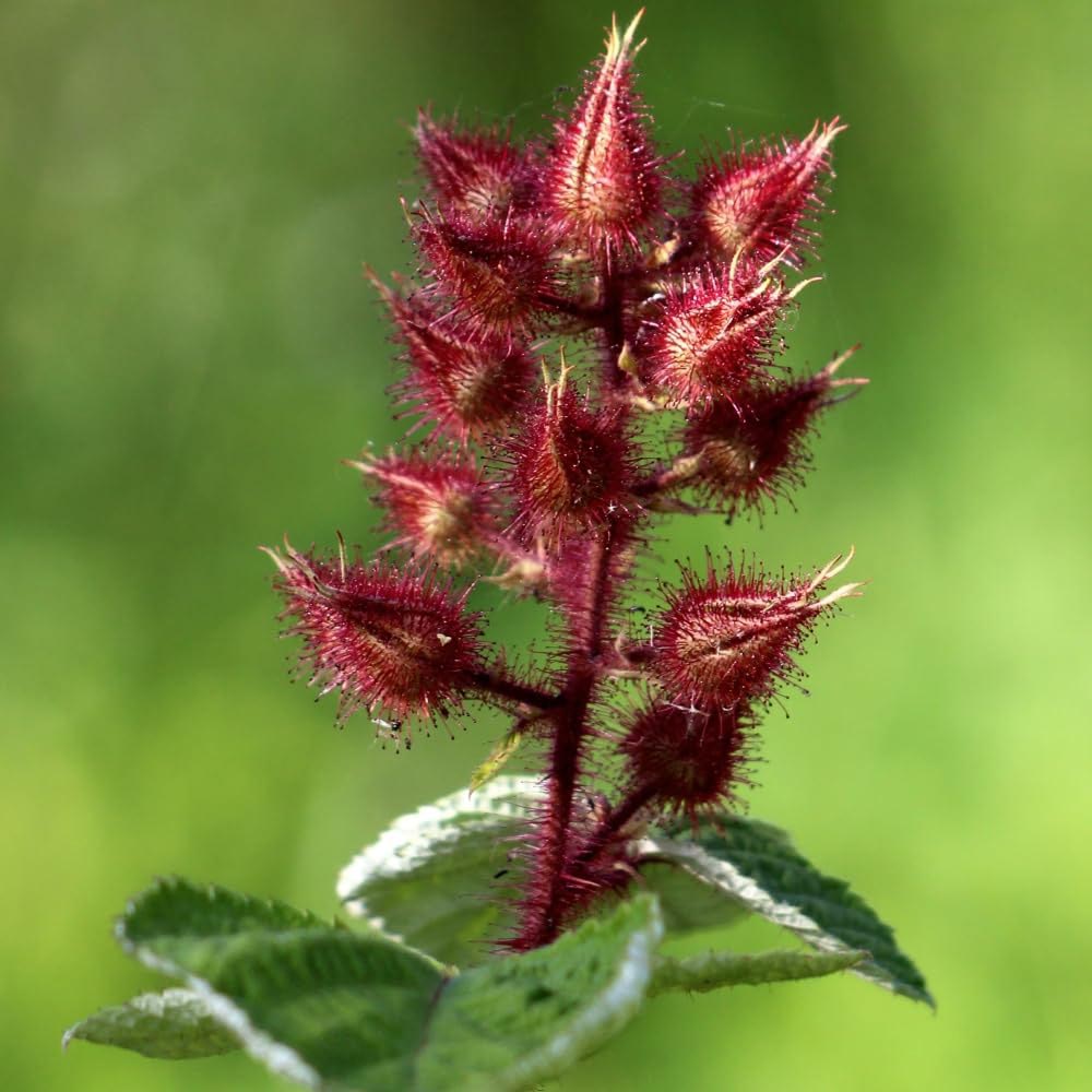 Thompson and Morgan Rubus Raspberry Phoenicolasius Plant Pot 15cm Image 3