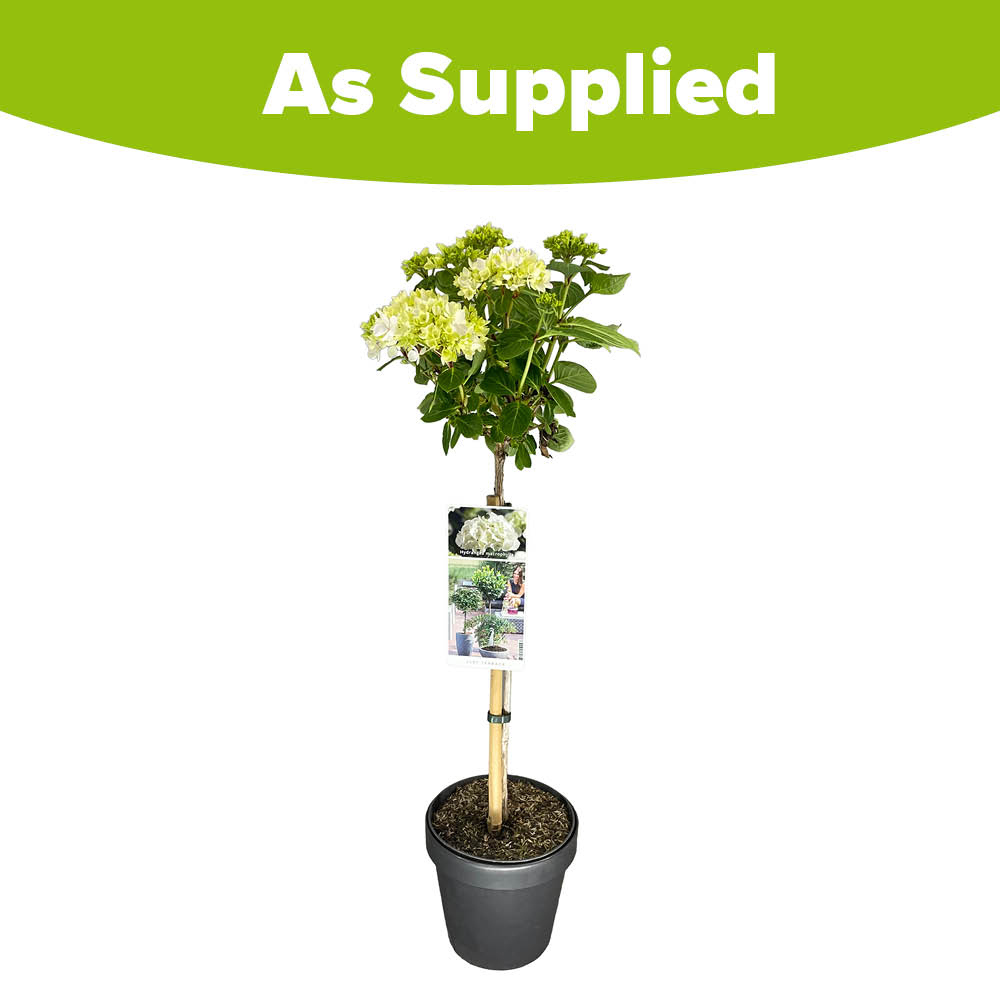 YouGarden Hydrangea Macrophylla White Mophead Standard Plant in Pot 18cm Image 3