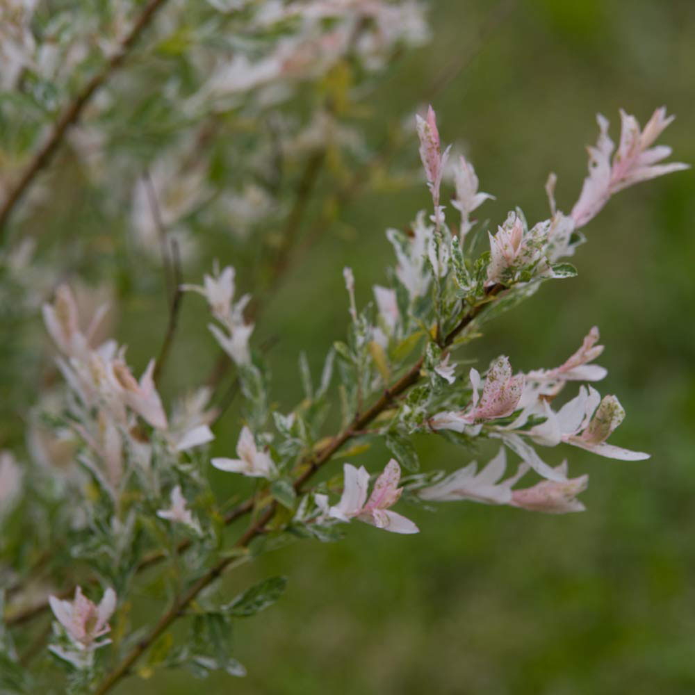 Thompson & Morgan 80cm Salix Flamingo Standard Stem Pot 21cm Image 5