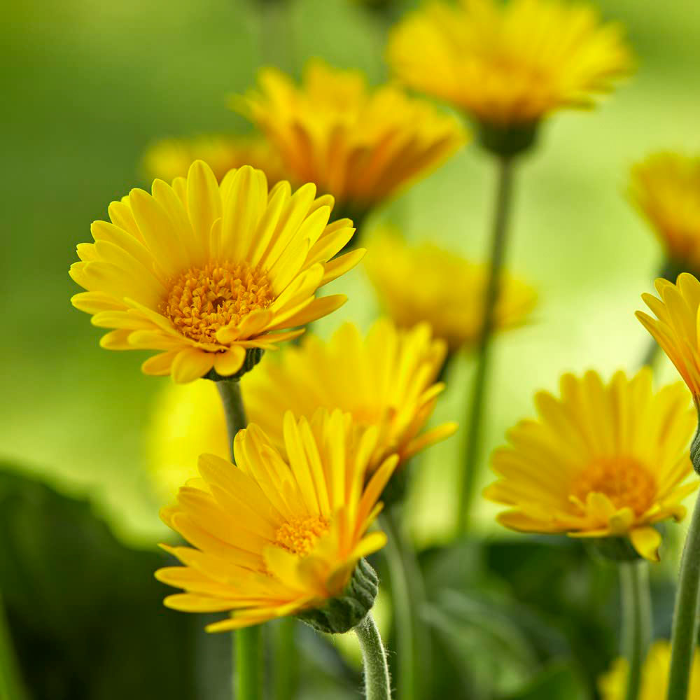 Thompson and Morgan Gerbera Garvinea Cheeky Yellow Plant Pot 7cm Image 1