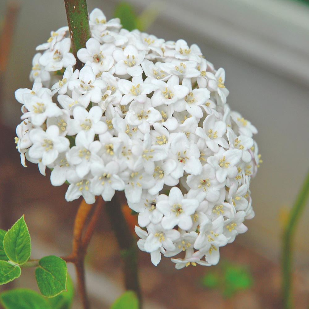 Thompson and Morgan Viburnum Burkwoodii Plant in Pot 25L Image 2