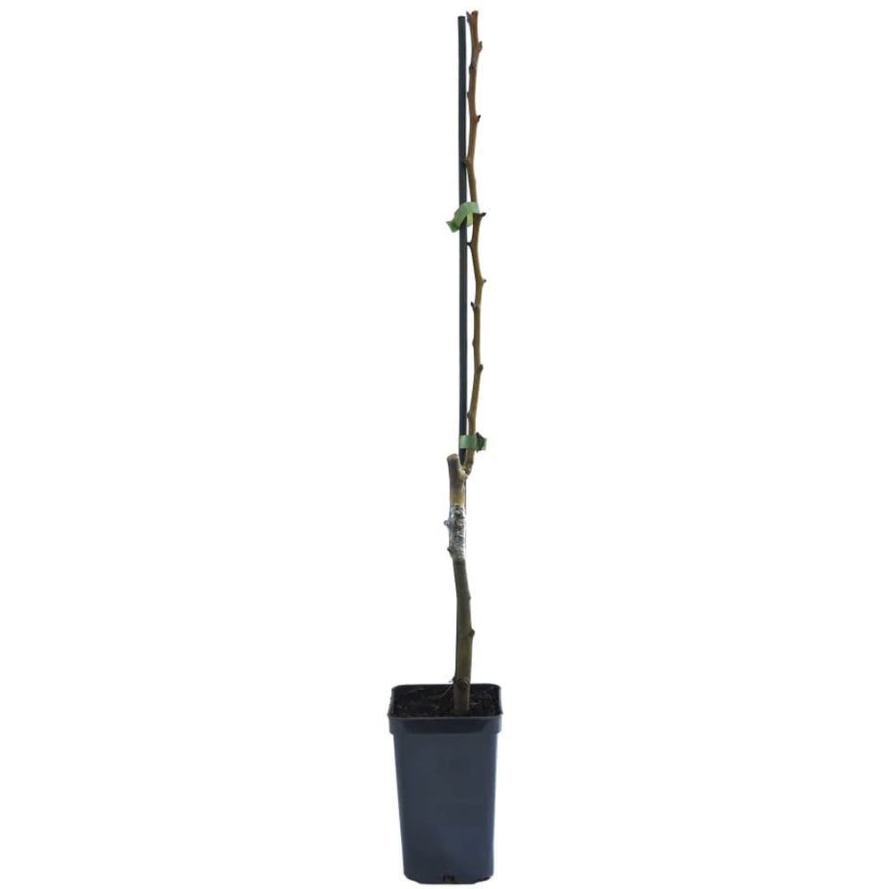 Thompson & Morgan Pear Pyrus Mini Doyenne Du Comice Potted Plant 9cm Image 6