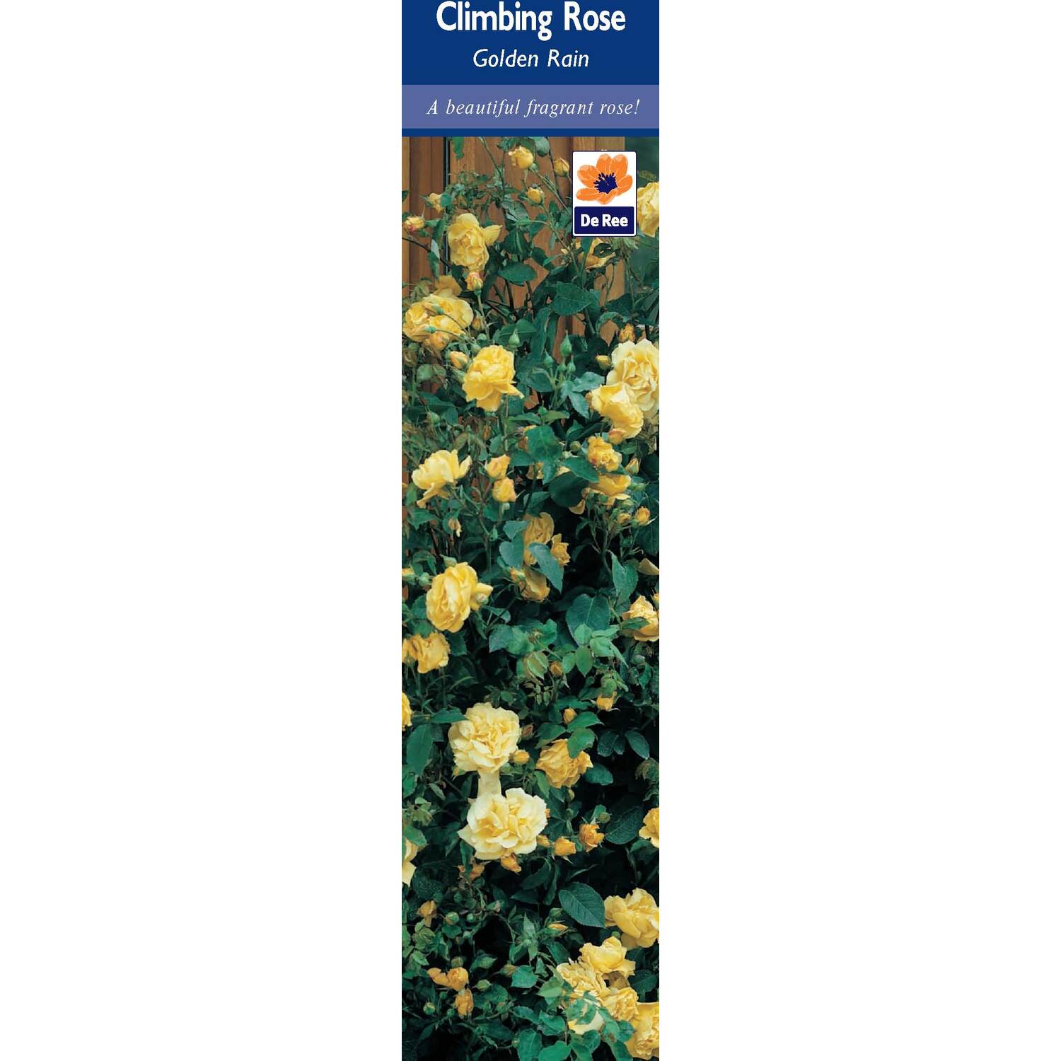 Pre-Packed Rose Image 3