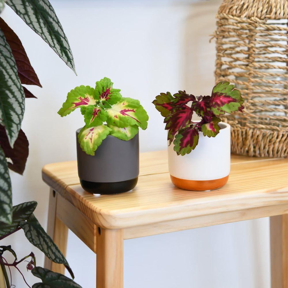 Thompson and Morgan Solenostemon Scutellarioides Mix Plant in Pot 13cm Image 3