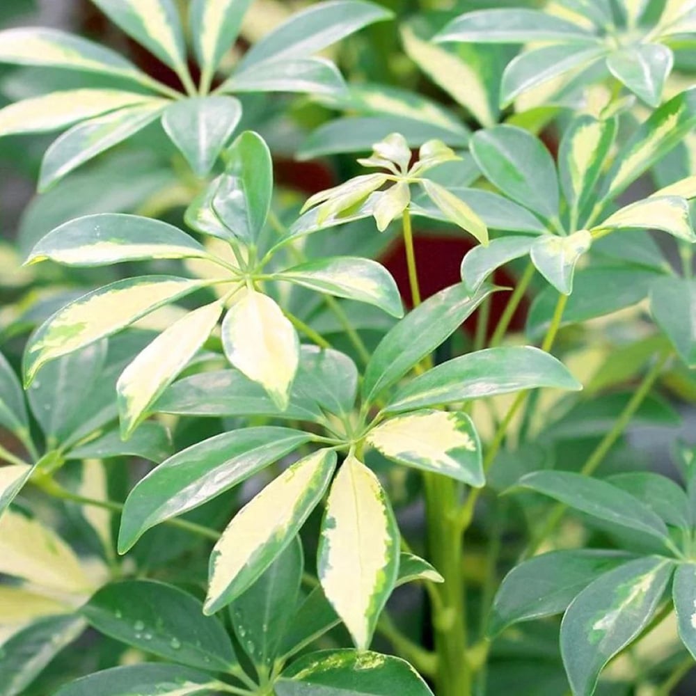 BloomingBritish Schefflera Variegated Umbrella Tree Plant Image 3