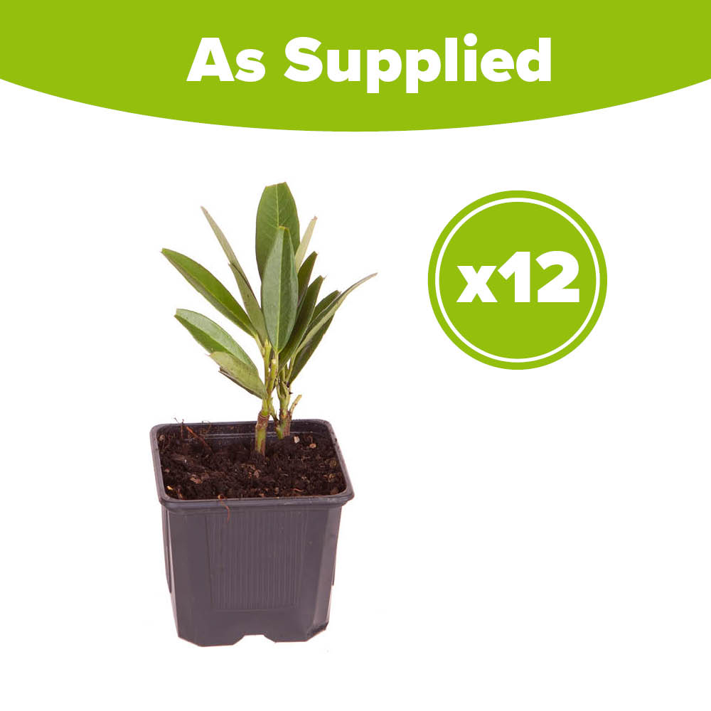 YouGarden Laurel Hedging Prunus Laurocerasus Plant in Pot 9cm 12 Pack Image 3